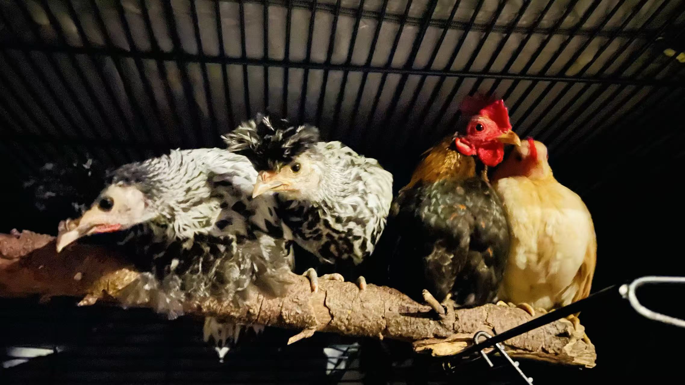 Feathers, Sunlight & Companionship